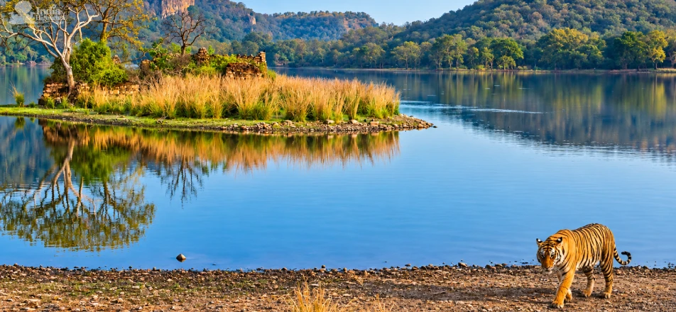 Padam Talao in Ranthambore